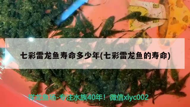 七彩雷龍魚壽命多少年(七彩雷龍魚的壽命)