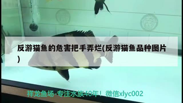 反游貓魚的危害把手弄爛(反游貓魚品種圖片) 觀賞魚