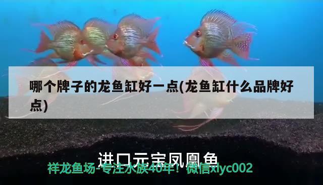 哪個(gè)牌子的龍魚缸好一點(diǎn)(龍魚缸什么品牌好點(diǎn))