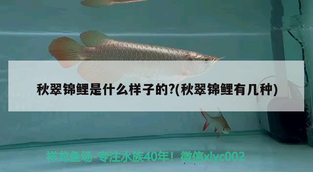 秋翠錦鯉是什么樣子的?(秋翠錦鯉有幾種) 觀賞魚