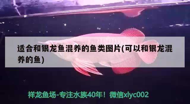 適合和銀龍魚混養(yǎng)的魚類圖片(可以和銀龍混養(yǎng)的魚)