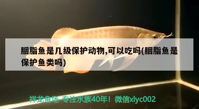 胭脂魚是幾級保護動物,可以吃嗎(胭脂魚是保護魚類嗎)