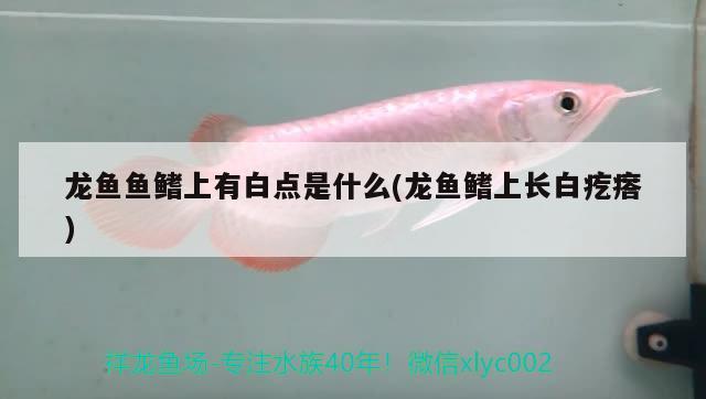 龍魚魚鰭上有白點是什么(龍魚鰭上長白疙瘩)