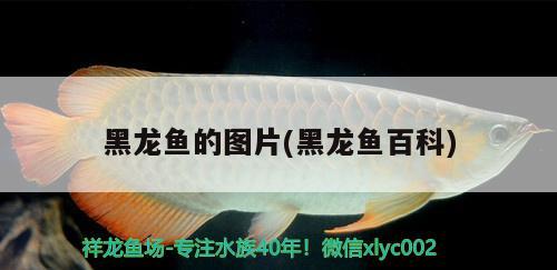 黑龍魚的圖片(黑龍魚百科)