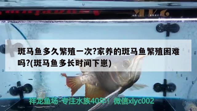 斑馬魚多久繁殖一次?家養(yǎng)的斑馬魚繁殖困難嗎?(斑馬魚多長時間下崽) 觀賞魚