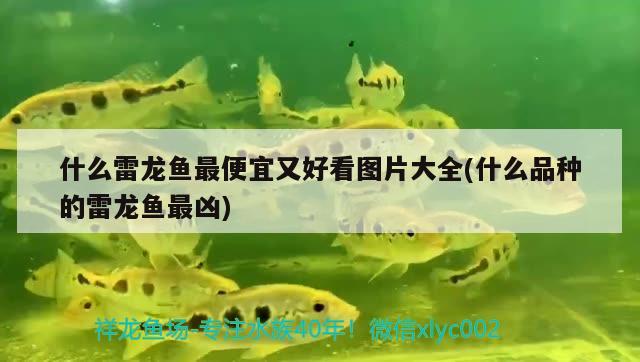 什么雷龍魚最便宜又好看圖片大全(什么品種的雷龍魚最兇)