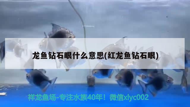 龍魚鉆石眼什么意思(紅龍魚鉆石眼)