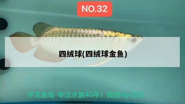 四絨球(四絨球金魚) 觀賞魚