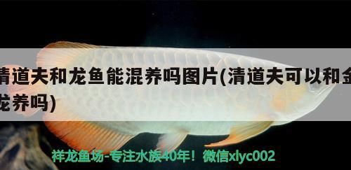 清道夫和龍魚能混養(yǎng)嗎圖片(清道夫可以和金龍養(yǎng)嗎)