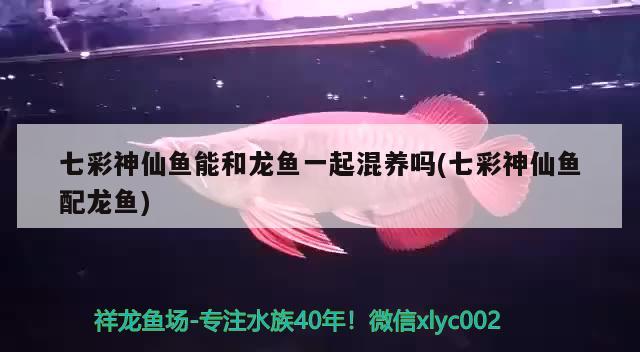 七彩神仙魚能和龍魚一起混養(yǎng)嗎(七彩神仙魚配龍魚) 七彩神仙魚