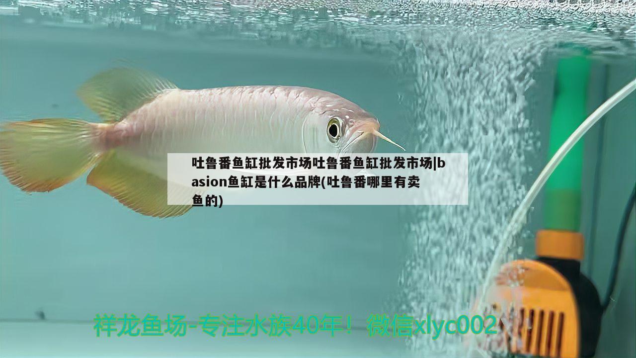 吐魯番魚缸批發(fā)市場(chǎng)吐魯番魚缸批發(fā)市場(chǎng)|basion魚缸是什么品牌(吐魯番哪里有賣魚的) 委內(nèi)瑞拉奧里諾三間魚苗