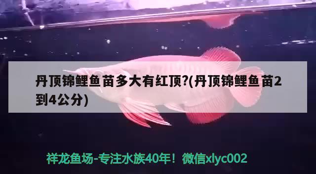 丹頂錦鯉魚苗多大有紅頂?(丹頂錦鯉魚苗2到4公分) 丹頂錦鯉魚