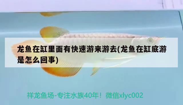 龍魚(yú)在缸里面有快速游來(lái)游去(龍魚(yú)在缸底游是怎么回事) 泰龐海鰱魚(yú)