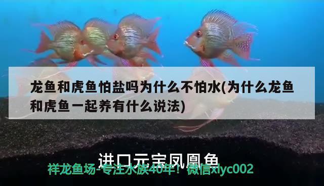 龍魚和虎魚怕鹽嗎為什么不怕水(為什么龍魚和虎魚一起養(yǎng)有什么說法)