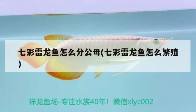 七彩雷龍魚怎么分公母(七彩雷龍魚怎么繁殖)