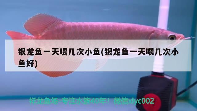 銀龍魚一天喂幾次小魚(銀龍魚一天喂幾次小魚好) 銀龍魚百科 第2張