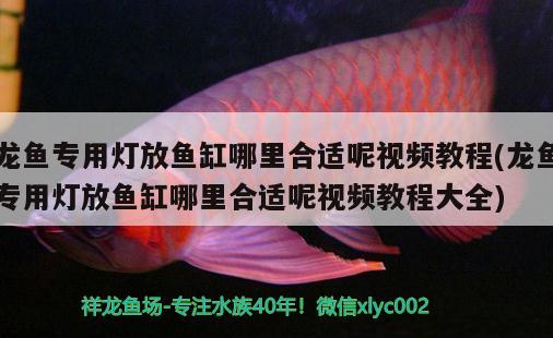 龍魚專用燈放魚缸哪里合適呢視頻教程(龍魚專用燈放魚缸哪里合適呢視頻教程大全)