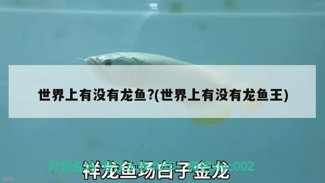 世界上有沒有龍魚?(世界上有沒有龍魚王)