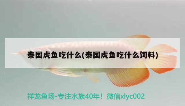 泰國虎魚吃什么(泰國虎魚吃什么飼料)