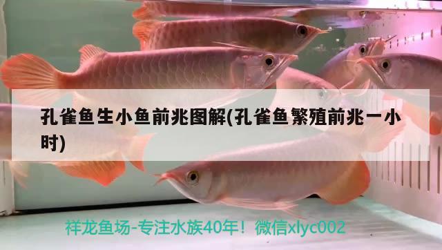 孔雀魚生小魚前兆圖解(孔雀魚繁殖前兆一小時(shí))