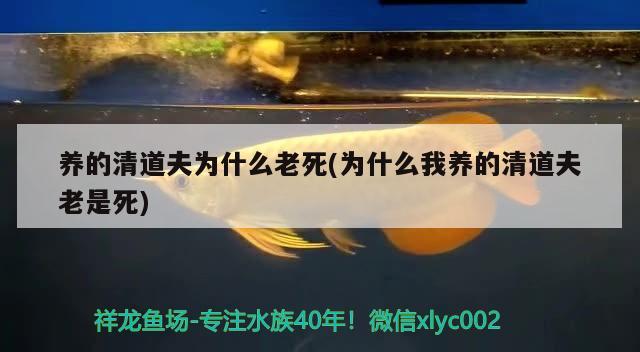 養(yǎng)的清道夫?yàn)槭裁蠢纤?為什么我養(yǎng)的清道夫老是死)