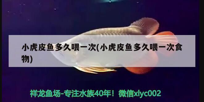 小虎皮魚多久喂一次(小虎皮魚多久喂一次食物)