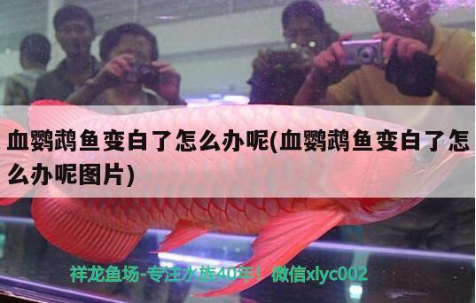 血鸚鵡魚變白了怎么辦呢(血鸚鵡魚變白了怎么辦呢圖片)