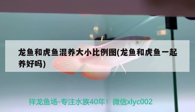 龍魚和虎魚混養(yǎng)大小比例圖(龍魚和虎魚一起養(yǎng)好嗎)