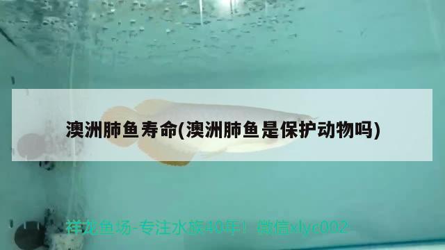 澳洲肺魚壽命(澳洲肺魚是保護動物嗎) 肺魚