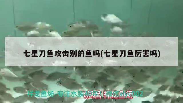 七星刀魚攻擊別的魚嗎(七星刀魚厲害嗎)