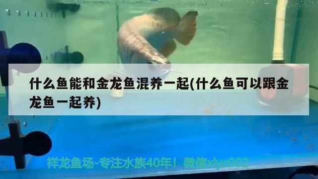 什么魚能和金龍魚混養(yǎng)一起(什么魚可以跟金龍魚一起養(yǎng)) 黃金達摩魚