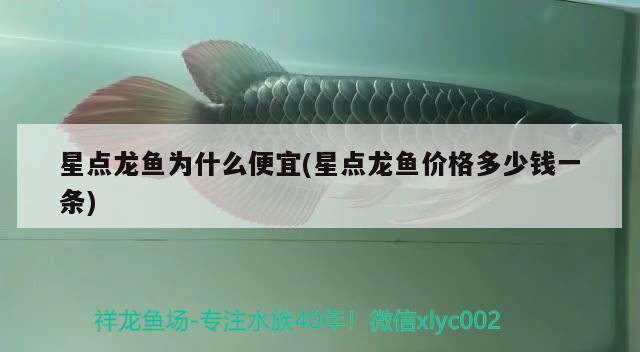 星點龍魚為什么便宜(星點龍魚價格多少錢一條)