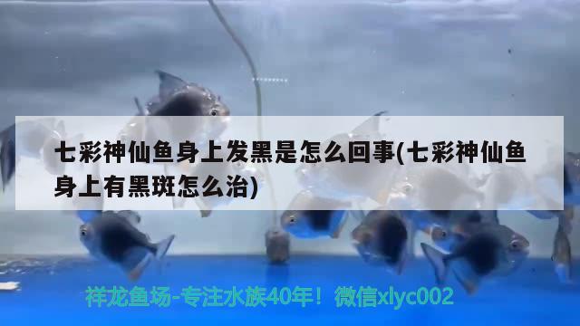 七彩神仙魚(yú)身上發(fā)黑是怎么回事(七彩神仙魚(yú)身上有黑斑怎么治)