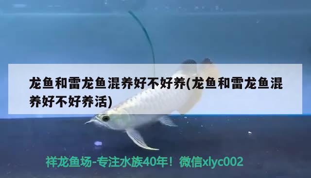 龍魚和雷龍魚混養(yǎng)好不好養(yǎng)(龍魚和雷龍魚混養(yǎng)好不好養(yǎng)活)