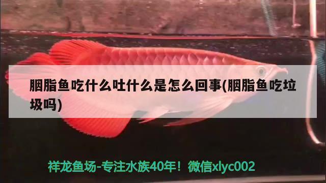 胭脂魚吃什么吐什么是怎么回事(胭脂魚吃垃圾嗎)