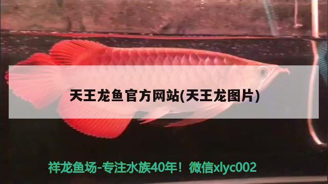 天王龍魚官方網(wǎng)站(天王龍圖片) 細(xì)線銀板魚苗