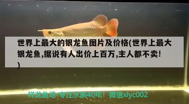 世界上最大的銀龍魚圖片及價格(世界上最大銀龍魚,據(jù)說有人出價上百萬,主人都不賣!) 銀龍魚百科