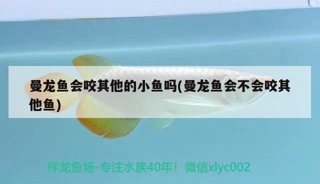 曼龍魚會咬其他的小魚嗎(曼龍魚會不會咬其他魚) 伊巴卡魚