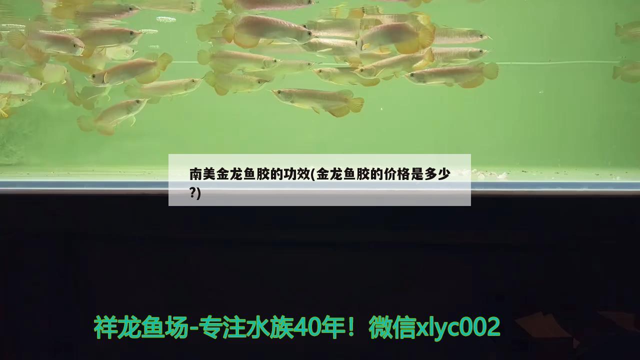 南美金龍魚膠的功效(金龍魚膠的價(jià)格是多少?)