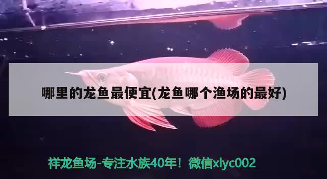 哪里的龍魚最便宜(龍魚哪個(gè)漁場的最好) 魚缸水質(zhì)穩(wěn)定劑