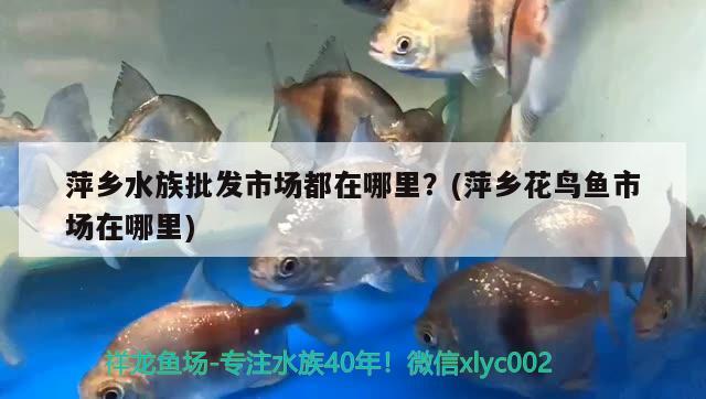 萍鄉(xiāng)水族批發(fā)市場都在哪里？(萍鄉(xiāng)花鳥魚市場在哪里)