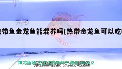 熱帶魚金龍魚能混養(yǎng)嗎(熱帶金龍魚可以吃嗎) 暹羅巨鯉