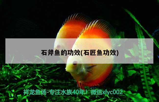 石斧魚的功效(石匠魚功效)