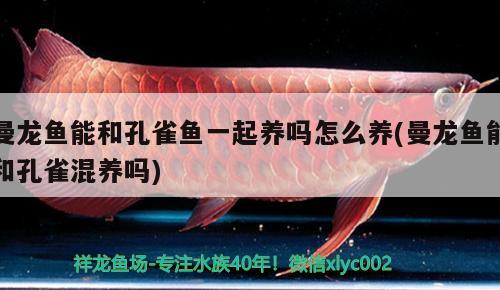 曼龍魚能和孔雀魚一起養(yǎng)嗎怎么養(yǎng)(曼龍魚能和孔雀混養(yǎng)嗎)