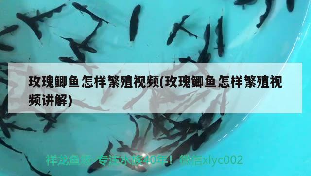 玫瑰鯽魚怎樣繁殖視頻(玫瑰鯽魚怎樣繁殖視頻講解)