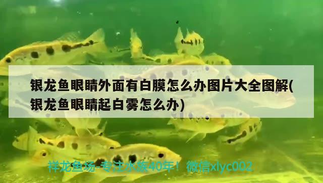 銀龍魚眼睛外面有白膜怎么辦圖片大全圖解(銀龍魚眼睛起白霧怎么辦)