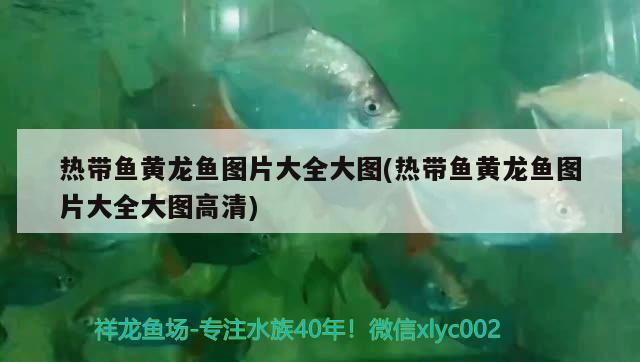 熱帶魚黃龍魚圖片大全大圖(熱帶魚黃龍魚圖片大全大圖高清) 眼斑魚