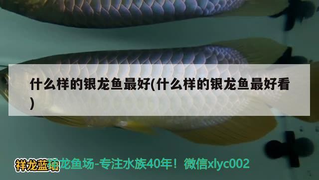 什么樣的銀龍魚最好(什么樣的銀龍魚最好看)