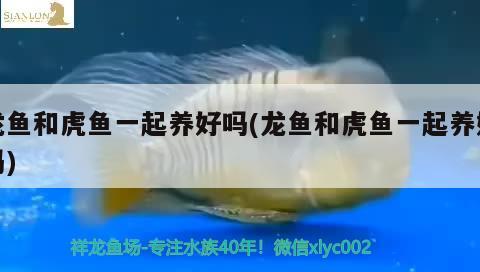 龍魚和虎魚一起養(yǎng)好嗎(龍魚和虎魚一起養(yǎng)好嗎)