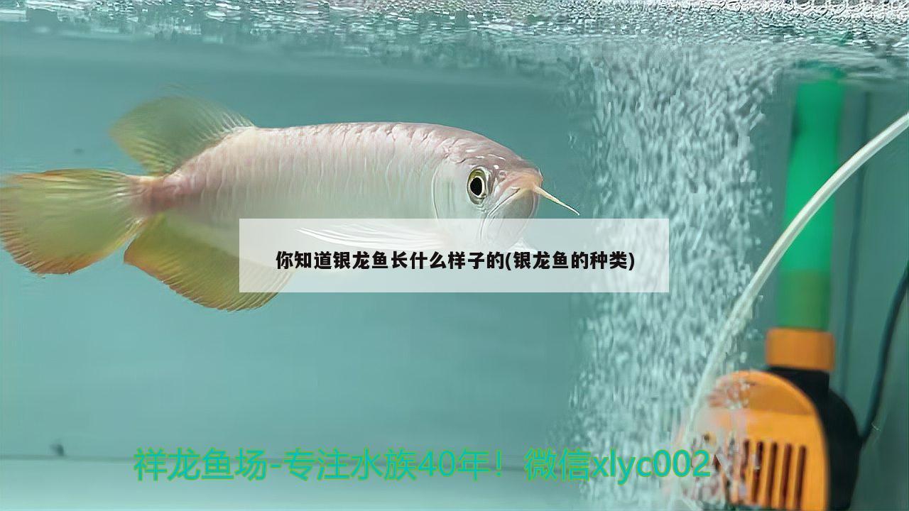 你知道銀龍魚長什么樣子的(銀龍魚的種類)